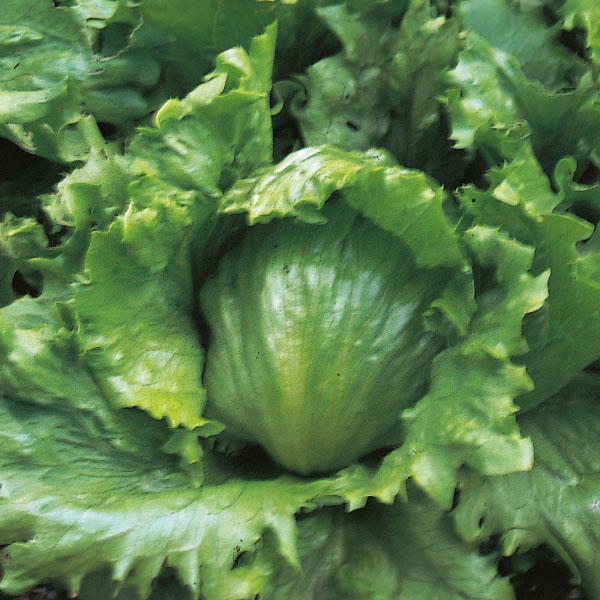 Lettuce Webbs Wonderful   Grower Pack