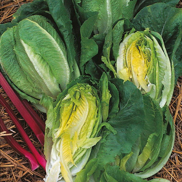 Lettuce Little Gem   Grower Pack