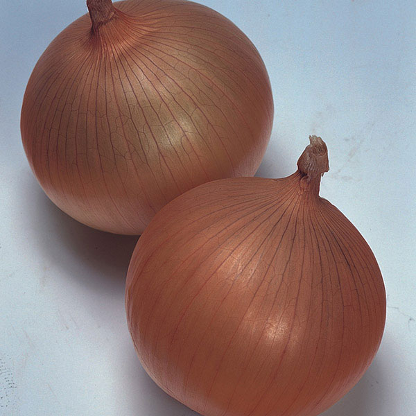 Onion  Keepwell F1