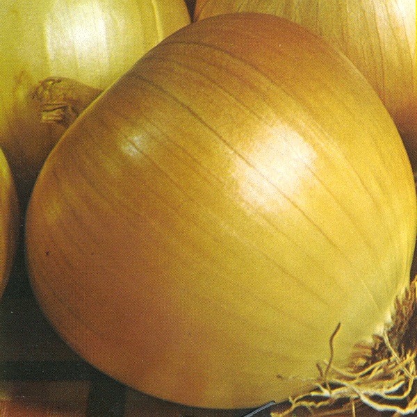 Onion Rijnsburger