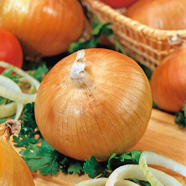 Onion Armstrong Vegetable 110 Seeds