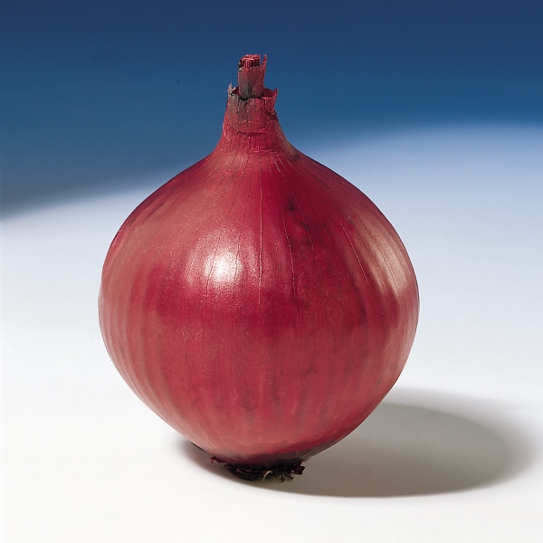 Onion Red Baron (RHS Award of Garden Merit)