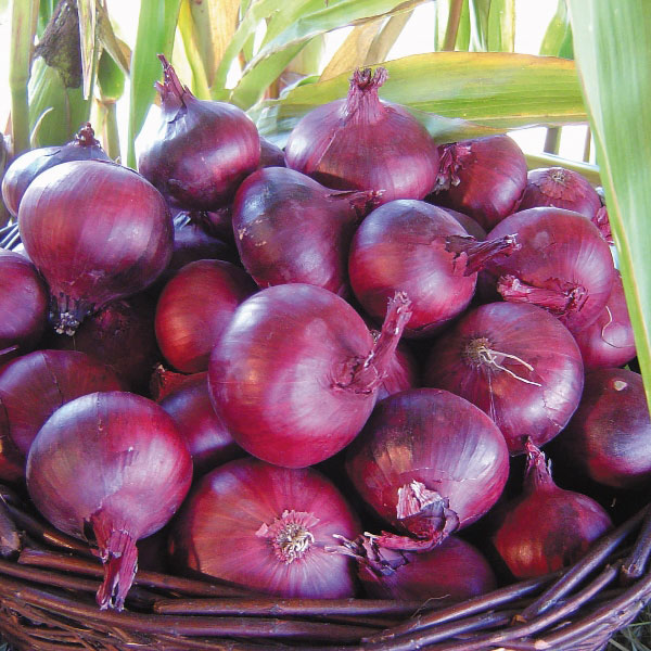 Onion  North Holland Blood Red