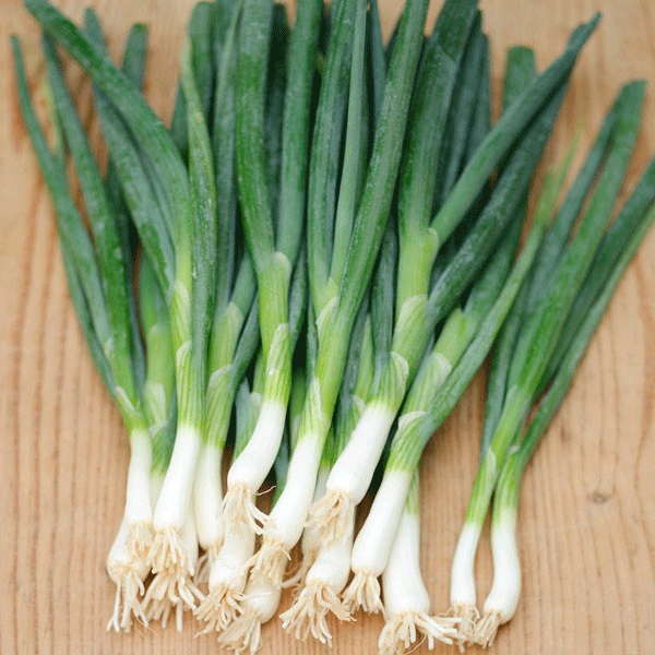 King's Seeds Winter Hardy Pack Vegetable Seed Spring Onion 'White Lisbon'