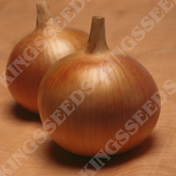 Onion Bonus F1