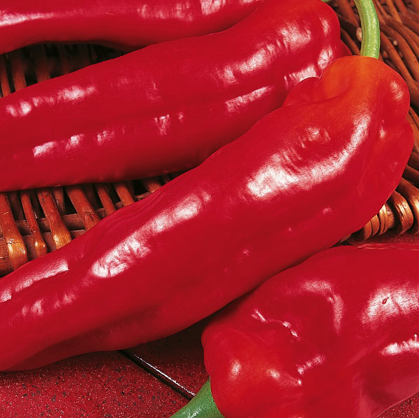 Pepper (Sweet) Long Red Marconi