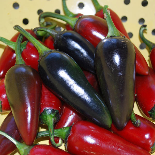 Chilli Pepper Hungarian Black