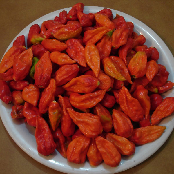 Chilli Pepper Bhut Jolokia