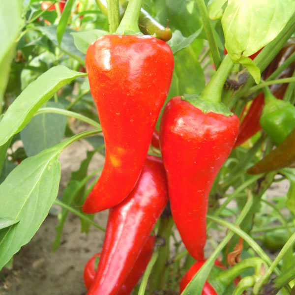 Chilli seeds 50 SEEDS RED HOT PEPPER VEGETABLE CYKLON 