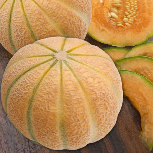 Melon Malaga