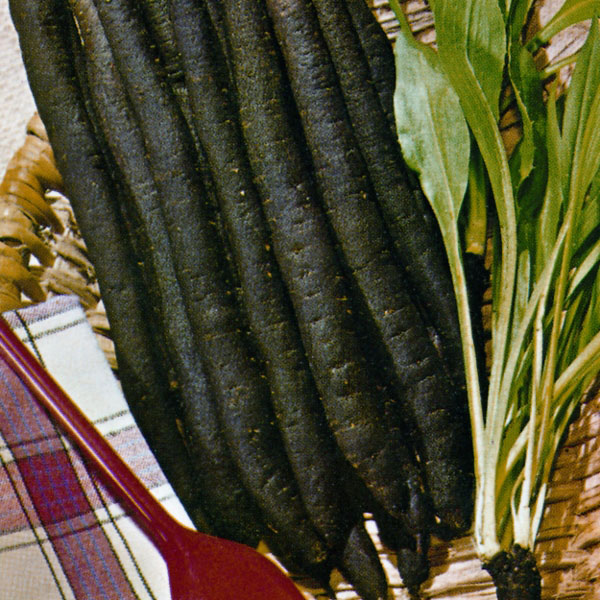 Scorzonera Long Black Maxima