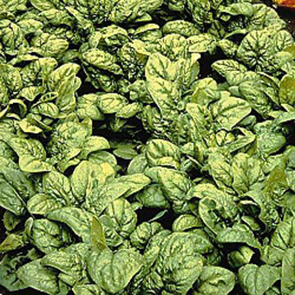 Spinach  Medania