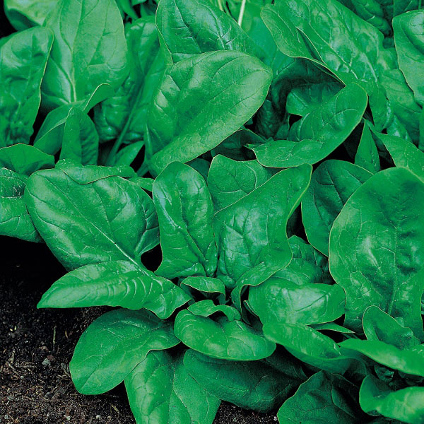 Spinach Matador (RHS Award of Garden Merit)