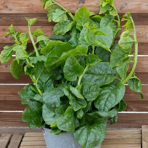 Malabar Spinach Select Green (Basella alba)