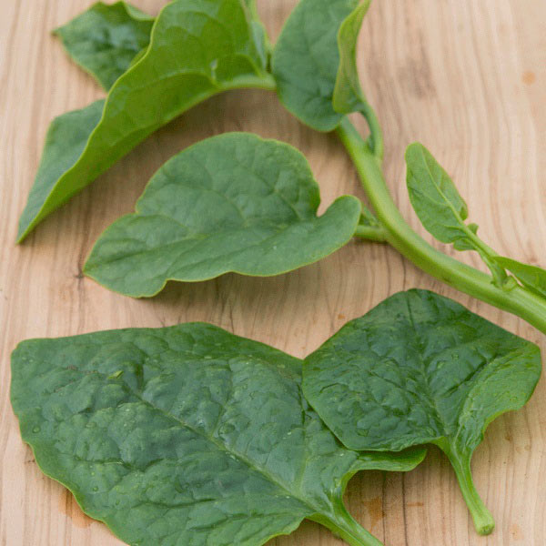 Malabar Spinach  Select Green  (Basella alba)
