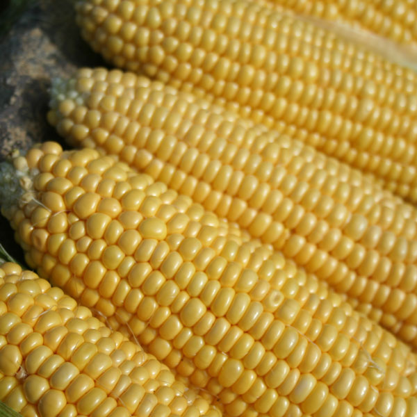 Sweet Corn Earliking F1 SU