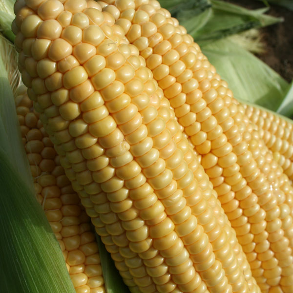 Sweet Corn Goldcrest F1 SH2 (RHS Award of Garden Merit)