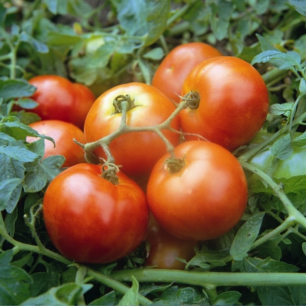 Tomato Ailsa Craig Seeds