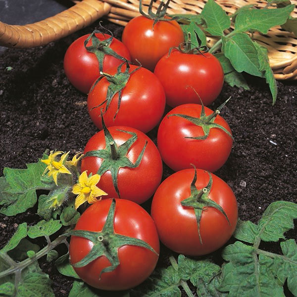 Tomato Harbinger Seeds