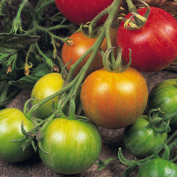 Tomato Tigerella Seeds