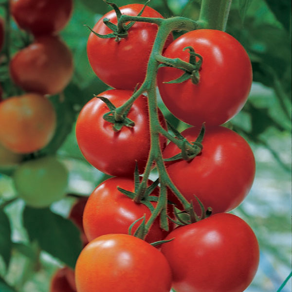 Tomato Rootstock Estamino F1-12 Seeds Kings Seeds 