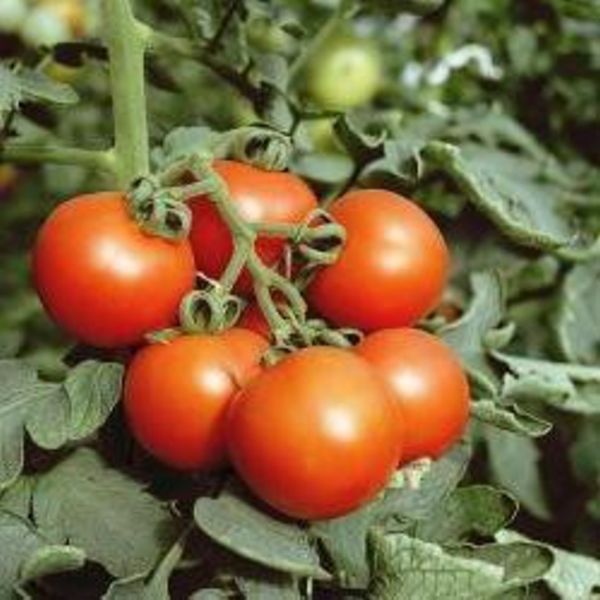Tomato Seeds Amateur