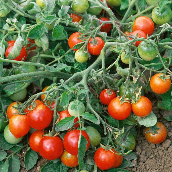 Tomato Red Alert Seeds