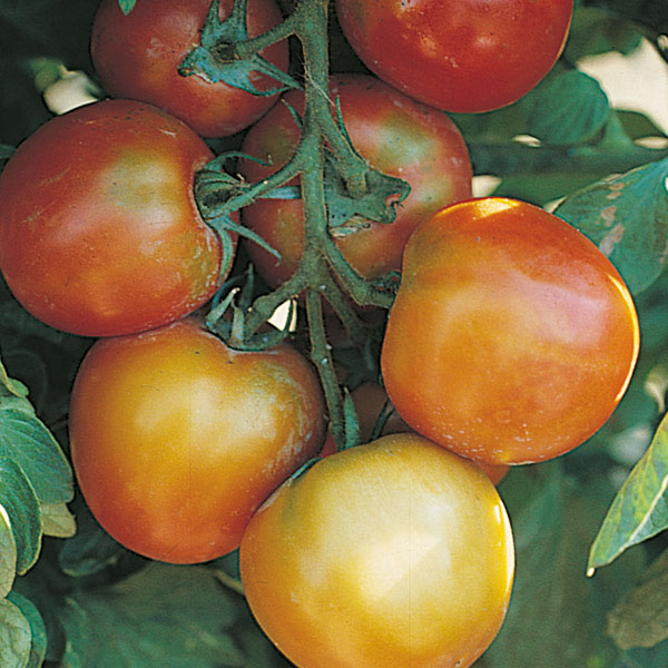 Tomato Seeds St Pierre