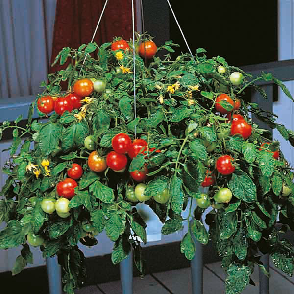 Tomato Tumbler F1 Seeds