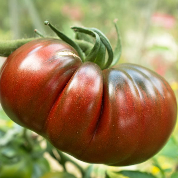Tomato - 10 Seeds Black Russian Tasmanian Seller