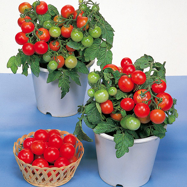 narre kultur aflange Red Robin Tomato Seeds - Grow your own tomatoes - Kings Seeds | Kings Seeds