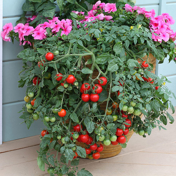 Nødvendig forbruge virksomhed Red Tumbling Tom Tomato | Grow your own tomatoes | Kings Seeds