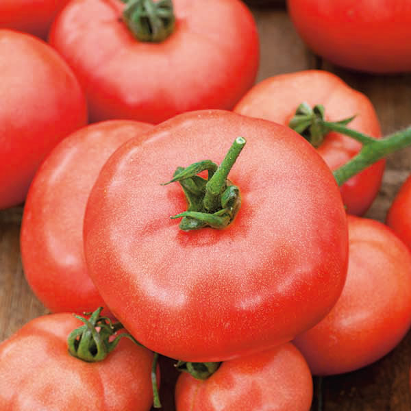 Tomato Beefmaster F1 Seeds