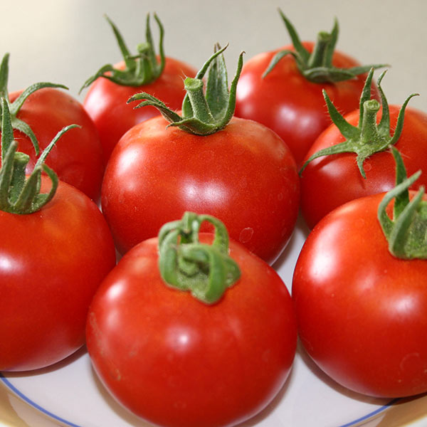 Tomato Orkado F1 Seeds