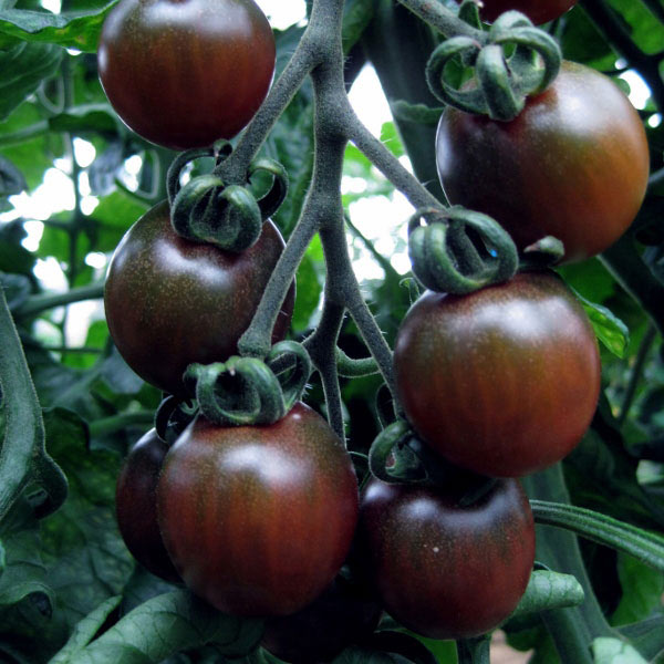 Tomato Black Opal Seeds