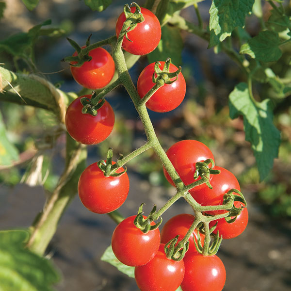 Tomato Vesper F1 Seeds
