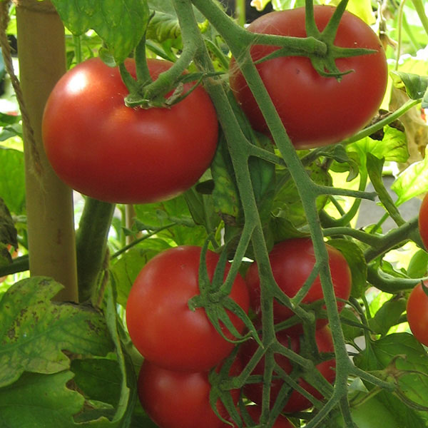 Tomato Seeds Y Ddraig Goch F1 (Red Dragon)