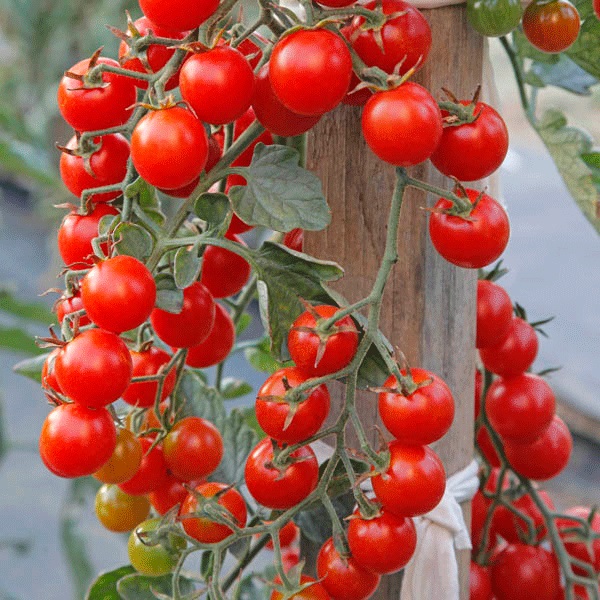 Tomato Seeds Crokini F1