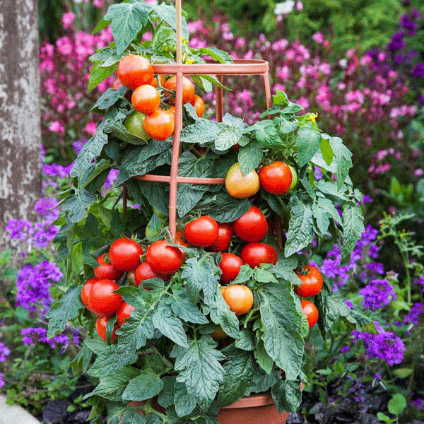 Tomato Vegetable 5 Seeds Bite Size 