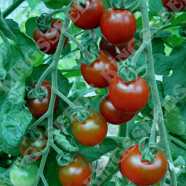 Tomato Seeds Garnet