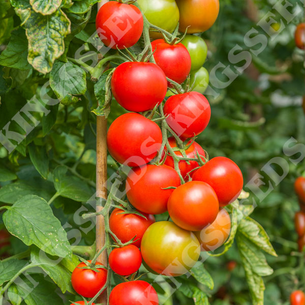 Tomato Maisey F1 Seeds