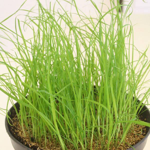Cat Grass (Dactylis Glomerata)   10g approx