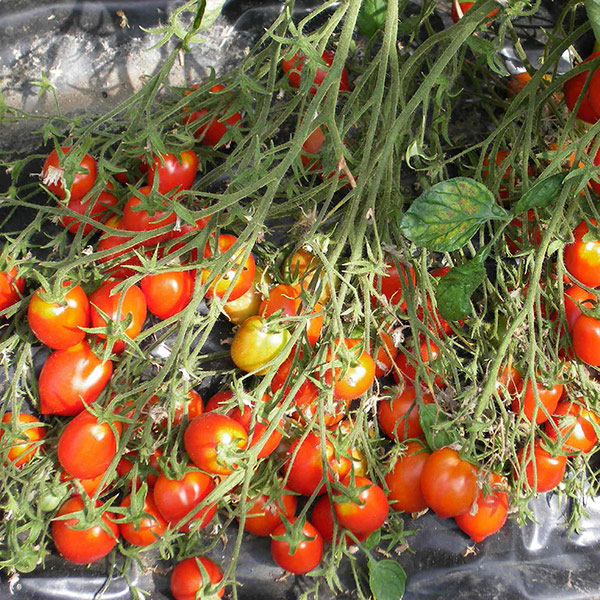 Tomato Seeds Britain