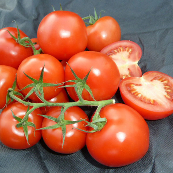 Tomato Stonors Exhibition Seeds