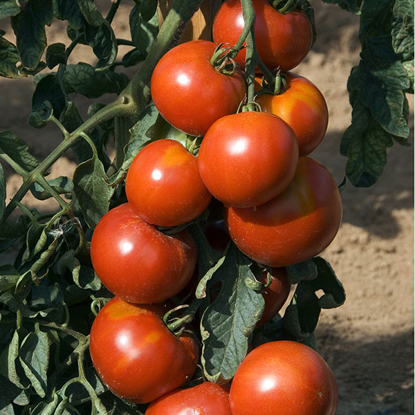 Tomato Fandango F1 Seeds