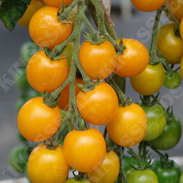 Tomato Golden Crown Seeds