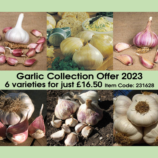 Garlic Offer   Mixture of Garlic varieties