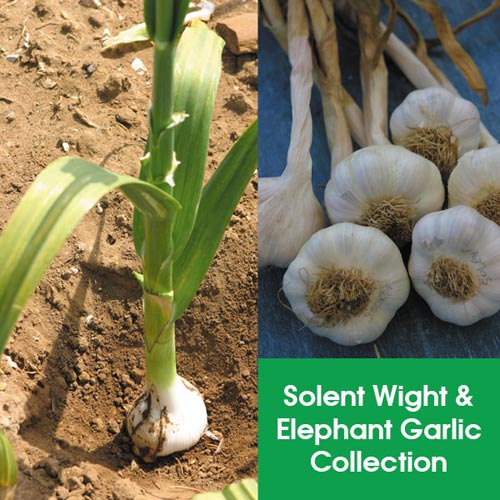 Garlic Elephant and Solent Wight Collection