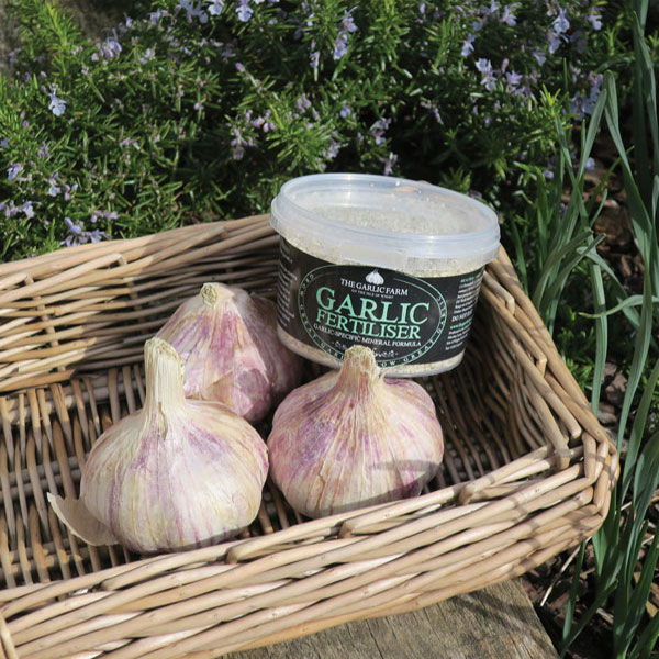 Garlic Twist Cross Cutter   Garlic Fertiliser Offer