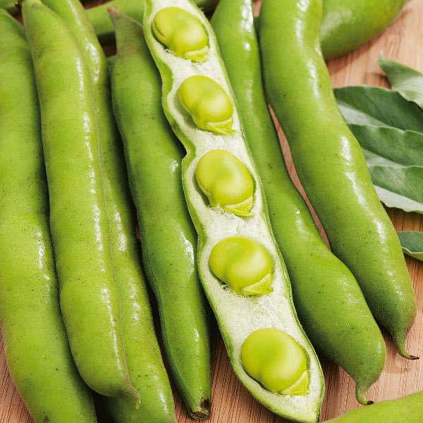 Broad Bean Masterpiece Green 1kg
